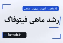 رشد ماهی فیتوفاگ