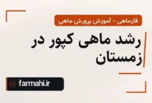 رشد ماهی کپور در زمستان