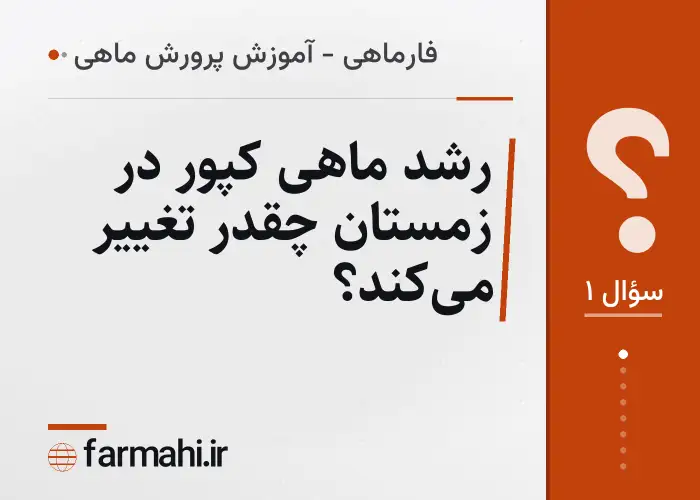 رشد ماهی کپور در زمستان چقدر تغییر می‌کند؟