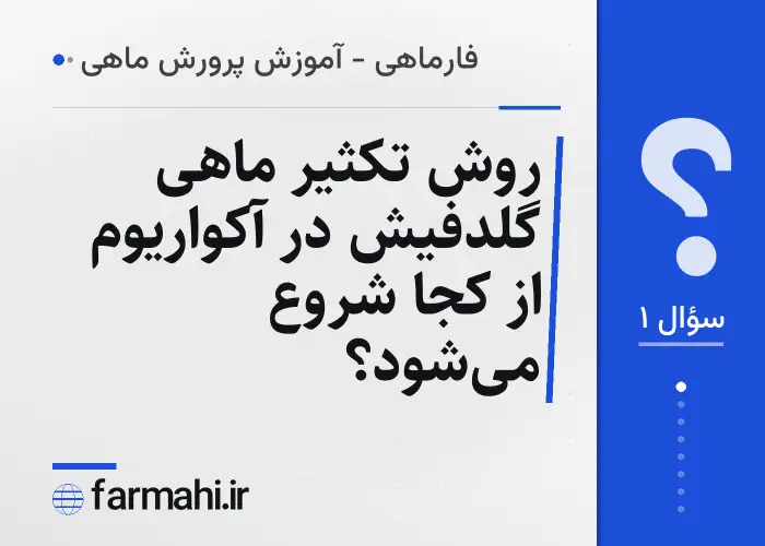 روش تکثیر ماهی گلدفیش در آکواریوم از کجا شروع می‌شود؟