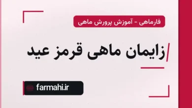 زایمان ماهی قرمز عید