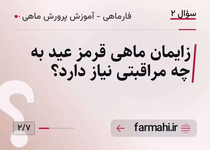 زایمان ماهی قرمز عید به چه مراقبتی نیاز دارد؟