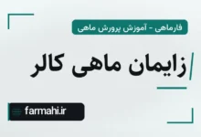 زایمان ماهی کالر