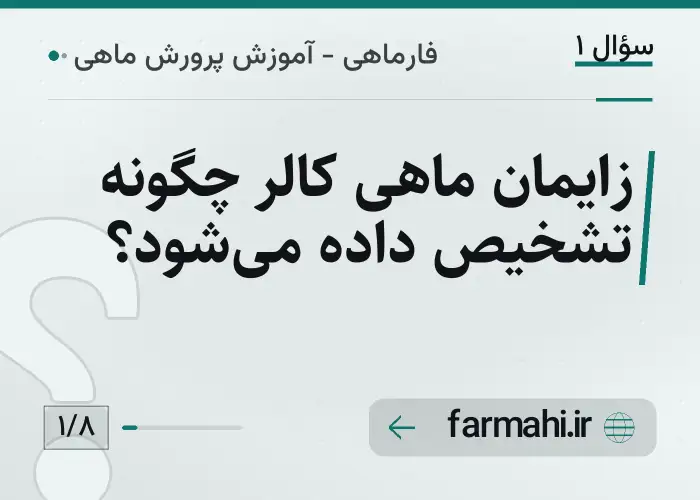 زایمان ماهی کالر چگونه تشخیص داده می‌شود؟