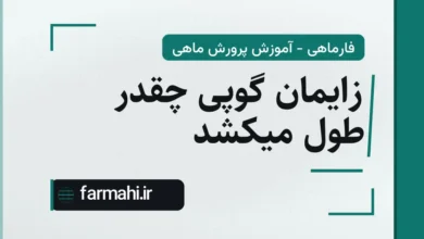 زایمان گوپی چقدر طول میکشد