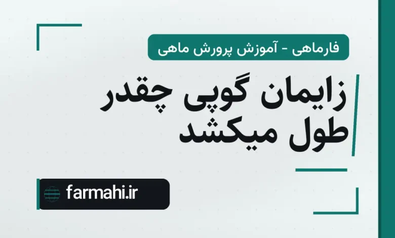 زایمان گوپی چقدر طول میکشد