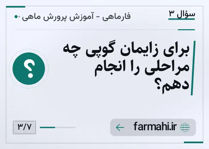 برای زایمان گوپی چه مراحلی را انجام دهم؟