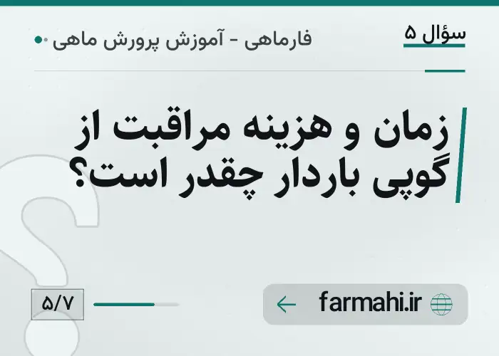 زمان و هزینه مراقبت از گوپی باردار چقدر است؟