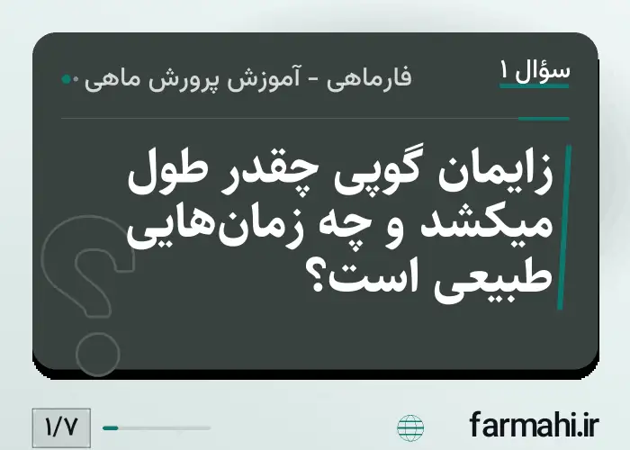 زایمان گوپی چقدر طول میکشد و چه زمان‌هایی طبیعی است؟