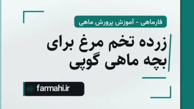 زرده تخم مرغ برای بچه ماهی گوپی