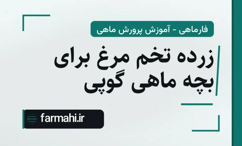 زرده تخم مرغ برای بچه ماهی گوپی