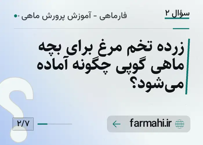 زرده تخم مرغ برای بچه ماهی گوپی چگونه آماده می‌شود؟