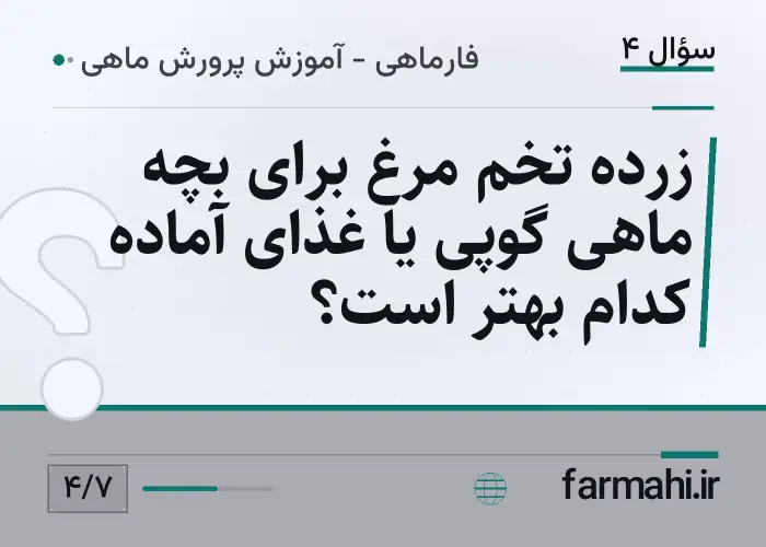 زرده تخم مرغ برای بچه ماهی گوپی یا غذای آماده کدام بهتر است؟