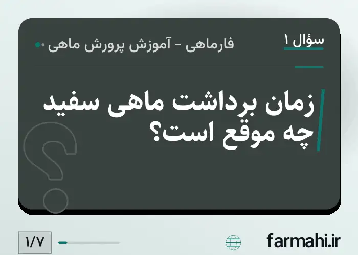 زمان برداشت ماهی سفید چه موقع است؟