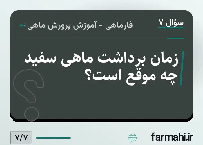 زمان برداشت ماهی سفید چه موقع است؟