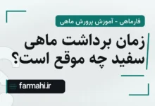 زمان برداشت ماهی سفید چه موقع است؟