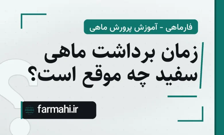 زمان برداشت ماهی سفید چه موقع است؟