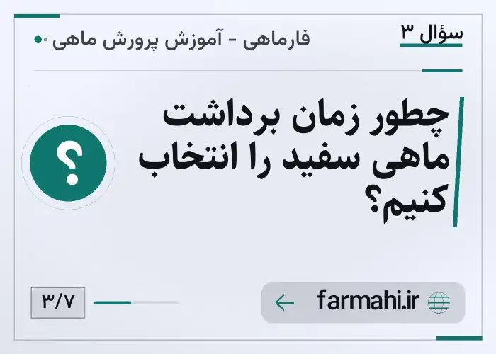 چطور زمان برداشت ماهی سفید را انتخاب کنیم؟