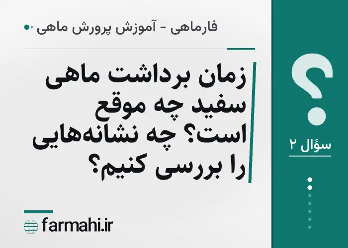 زمان برداشت ماهی سفید چه موقع است؟ چه نشانه‌هایی را بررسی کنیم؟