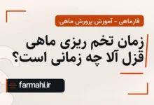 زمان تخم ریزی ماهی قزل آلا چه زمانی است؟