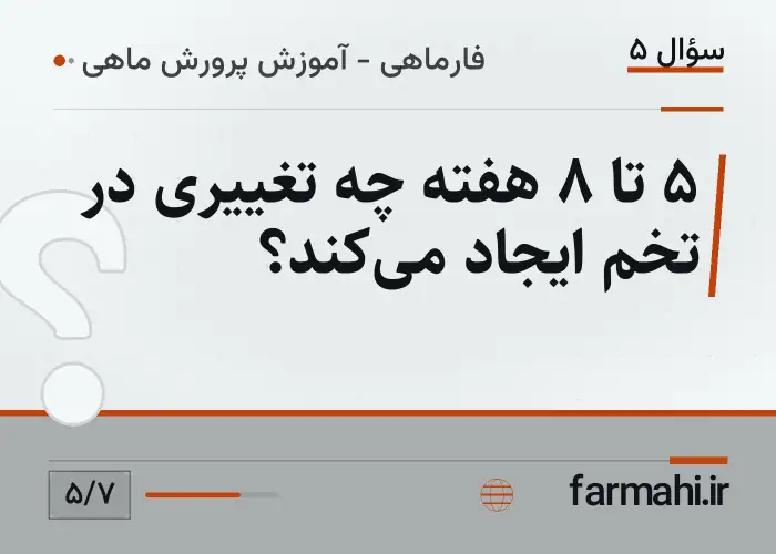 ۵ تا ۸ هفته چه تغییری در تخم ایجاد میکند؟