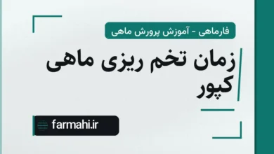زمان تخم ریزی ماهی کپور