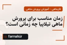 زمان مناسب برای پرورش ماهی تیلاپیا چه زمانی است؟