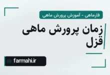 زمان پرورش ماهی قزل