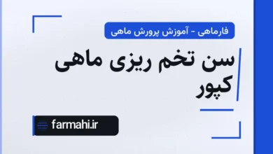 سن تخم ریزی ماهی کپور
