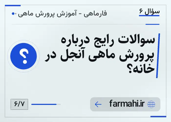 سوالات رایج درباره پرورش ماهی آنجل در خانه؟