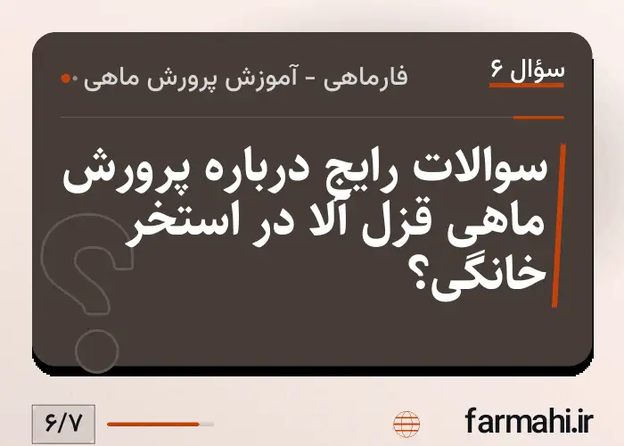 سوالات رایج درباره پرورش ماهی قزل آلا در استخر خانگی؟