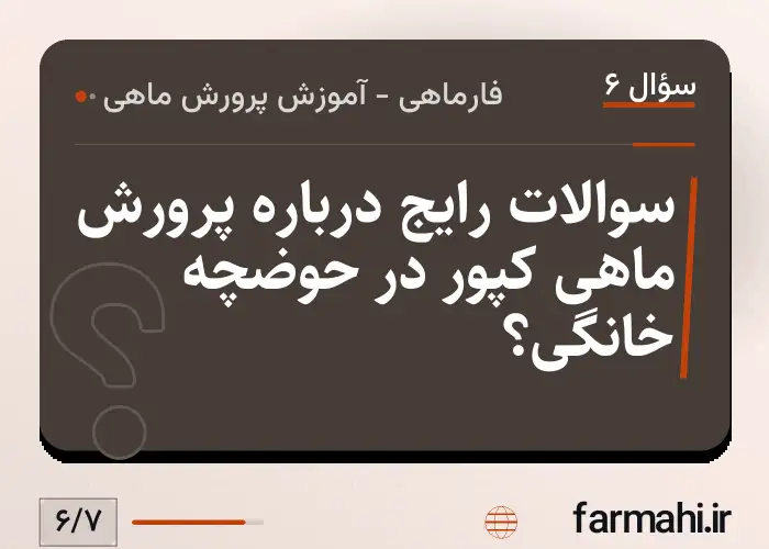 سوالات رایج درباره پرورش ماهی کپور در حوضچه خانگی؟