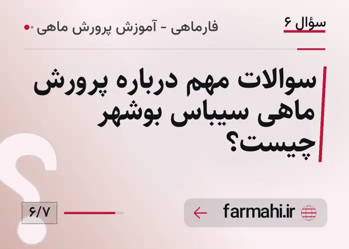 سوالات مهم درباره پرورش ماهی سیباس بوشهر چیست؟