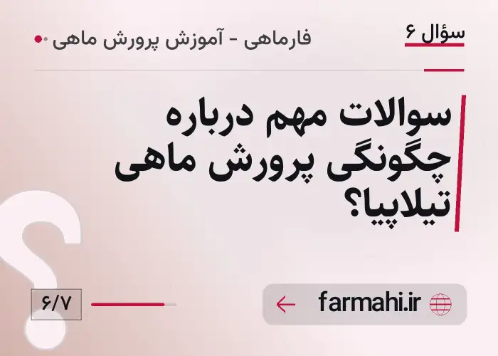 سوالات مهم درباره چگونگی پرورش ماهی تیلاپیا؟
