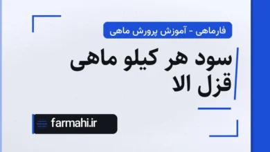 سود هر کیلو ماهی قزل الا