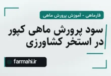 سود پرورش ماهی کپور در استخر کشاورزی