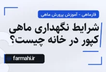 شرایط نگهداری ماهی کپور در خانه چیست؟