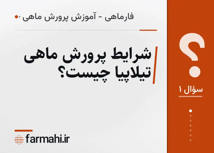 شرایط پرورش ماهی تیلاپیا چیست؟