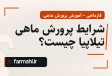 شرایط پرورش ماهی تیلاپیا چیست؟