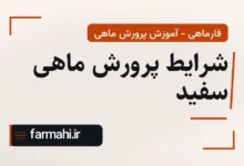 شرایط پرورش ماهی سفید