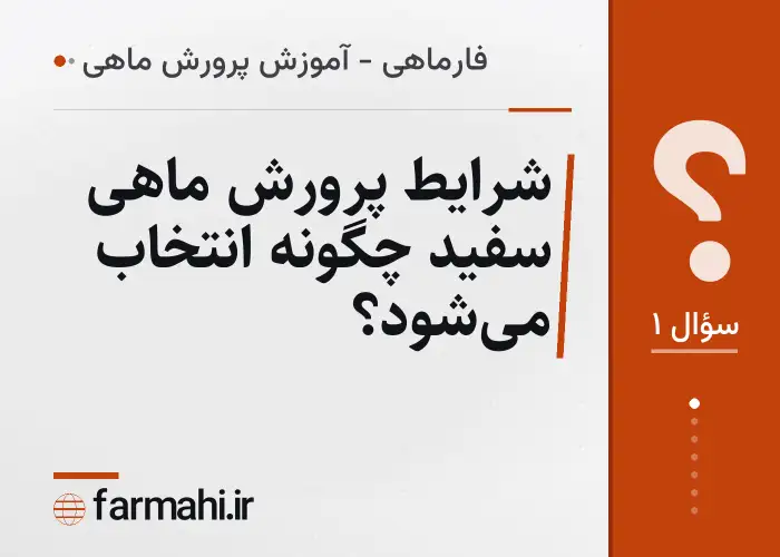 شرایط پرورش ماهی سفید چگونه انتخاب می‌شود؟