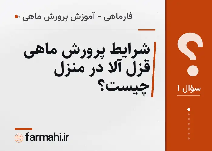 شرایط پرورش ماهی قزل آلا در منزل چیست؟