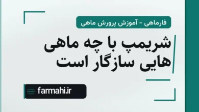 شریمپ با چه ماهی هایی سازگار است