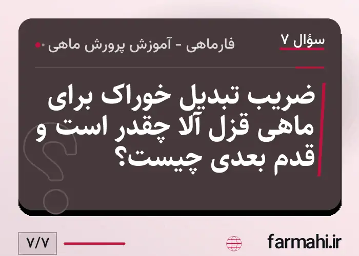 ضریب تبدیل خوراک برای ماهی قزل آلا چقدر است و قدم بعدی چیست؟