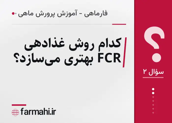 کدام روش غذا‌دهی FCR بهتری می‌سازد؟