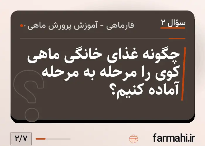 چگونه غذای خانگی ماهی کوی را مرحله به مرحله آماده کنیم؟