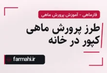 طرز پرورش ماهی کپور در خانه