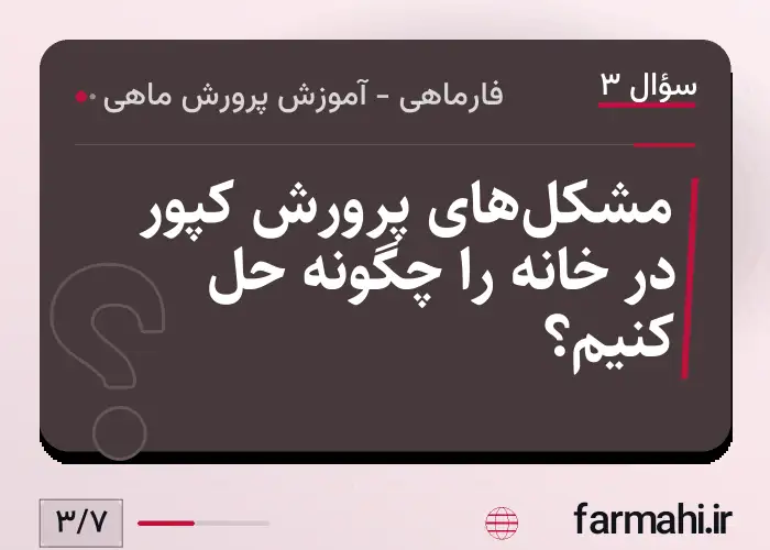 مشکل‌های پرورش کپور در خانه را چگونه حل کنیم؟