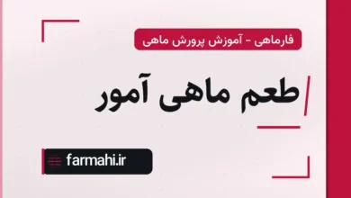 طعم ماهی آمور