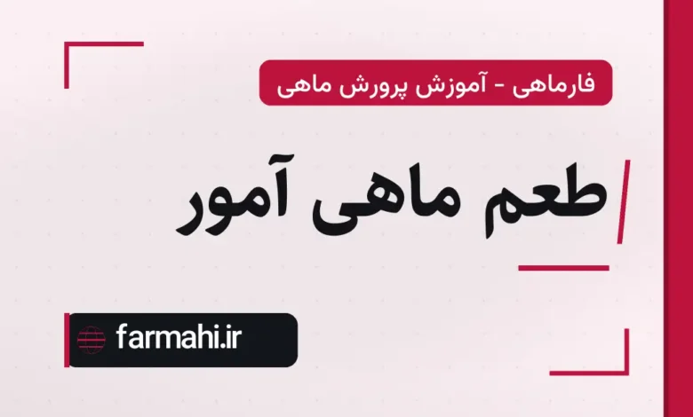 طعم ماهی آمور